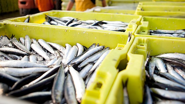 Anchoa, boquerón, bocarte ¿son lo mismo - 1, Foto 1