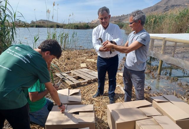 La Región de Murcia cuenta desde hoy con 20 ejemplares de cerceta pardilla tras la presuelta realizada en la Laguna de Las Moreras - 1, Foto 1