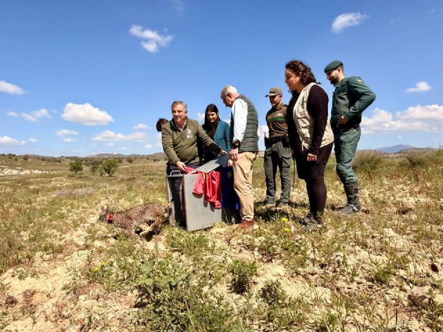 Lorca se refuerza como 'territorio lince' con la llegada de 'Wonders', un cachorro huérfano procedente de Extremadura - 3, Foto 3