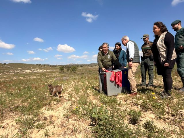 La Región refuerza la población de lince ibérico con la llegada de Wonders, un cachorro huérfano procedente de Extremadura - 2, Foto 2