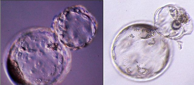 Investigadores de la UMU posibilitan nacimientos por reproducción asistida con menos riesgos - 1, Foto 1