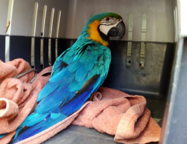 La Policia Local de Cartagena rescata un loro que se encontraba desorientado en la via publica - 1, Foto 1