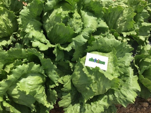 Ecoculture Biosciences plantea soluciones a los agricultores del Campo de Cartagena ante la limitación de la fertilización en los cultivos - 1, Foto 1