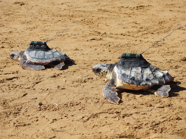 6 meses en la vida de 3 tortugas marinas entre Calblanque y Grecia - 2, Foto 2