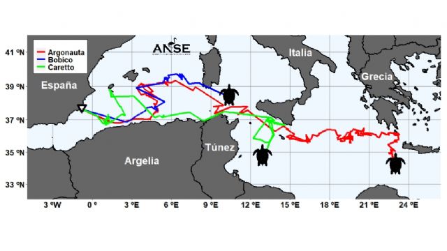 6 meses en la vida de 3 tortugas marinas entre Calblanque y Grecia - 3, Foto 3