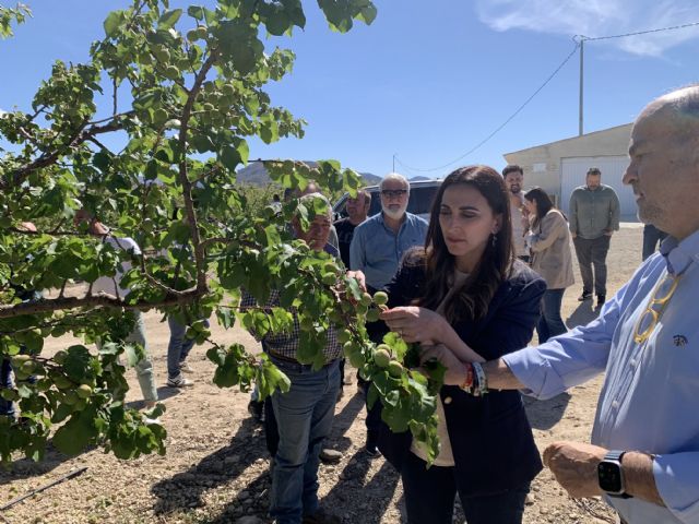 Pérdidas en cultivos ocasionadas por el granizo del pasado lunes en la Región de Murcia: más de 11 millones - 1, Foto 1