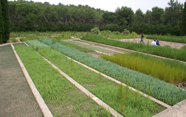 El PSOE pide que el Ayuntamiento firme un convenio con Medio Ambiente para impulsar la repoblación forestal en el municipio y desarrolle campañas de sensibilización - 1, Foto 1