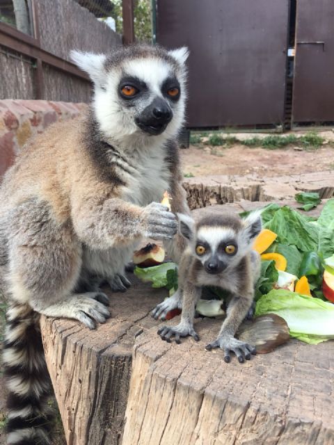 La colonia de lémures de Terra Natura Murcia alcanza la tercera generación - 1, Foto 1