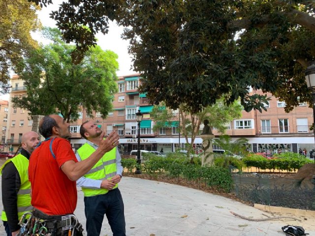 Revisan el arbolado para que los vecinos vuelvan a disfrutar de las zonas verdes con seguridad - 1, Foto 1