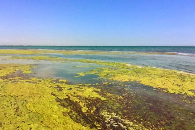 Cartagena prepara un contencioso por inacción en la retirada de fangos y secos en las playas del Mar Menor sur - 1, Foto 1