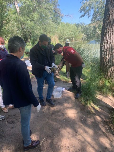 Liberados seis galápagos leprosos tras ser atendidos en el Centro de Recuperación de Fauna de la Comunidad Autónoma - 1, Foto 1