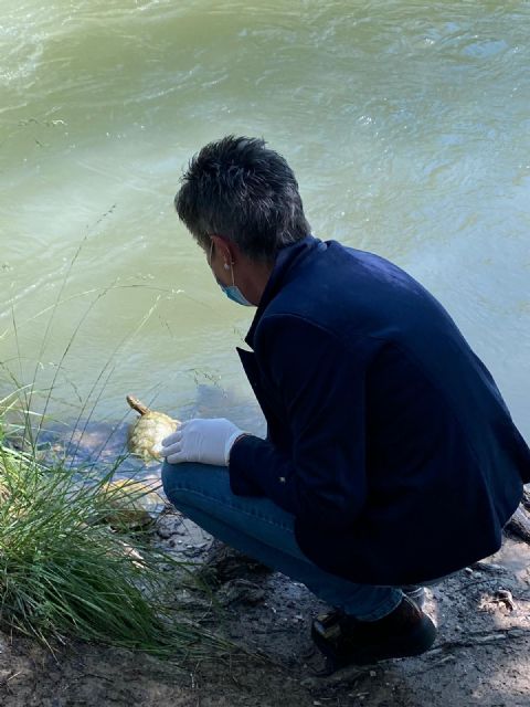 La Reserva Natural de Cañaverosa en Calasparra cuenta con seis nuevos ejemplares de galápagos leprosos - 1, Foto 1