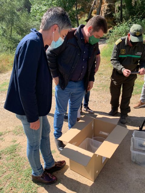 La Reserva Natural de Cañaverosa en Calasparra cuenta con seis nuevos ejemplares de galápagos leprosos - 3, Foto 3