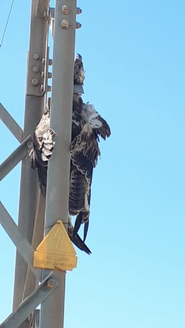 ANSE denuncia a Iberdrola ante la Fiscalía por la muerte de un águila perdicera - 1, Foto 1