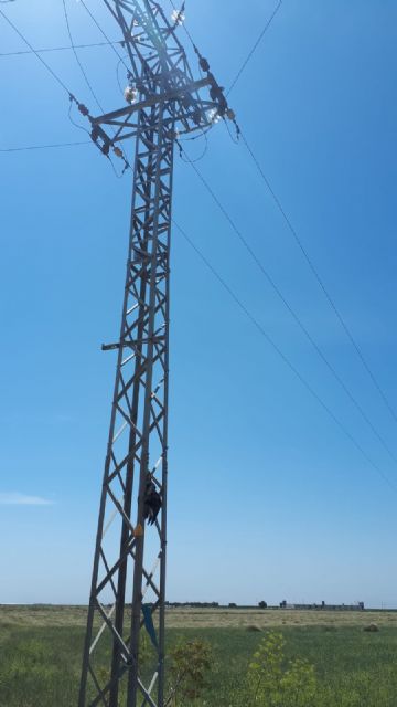 ANSE denuncia a Iberdrola ante la Fiscalía por la muerte de un águila perdicera - 2, Foto 2