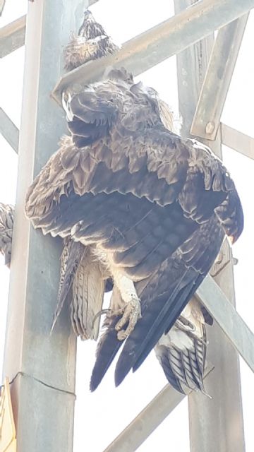 ANSE denuncia a Iberdrola ante la Fiscalía por la muerte de un águila perdicera - 3, Foto 3