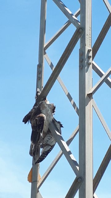ANSE denuncia a Iberdrola ante la Fiscalía por la muerte de un águila perdicera - 5, Foto 5