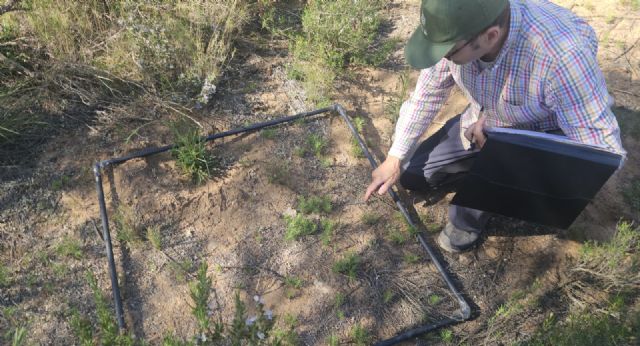 Medio Ambiente constata la presencia de una singular gram�nea en los arenales del Serral en Yecla