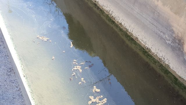 HUERMUR denuncia abundantes vertidos fecales en el agua de riego de la acequia de Zaraiche - 1, Foto 1