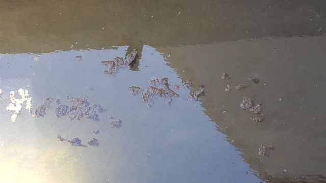 HUERMUR denuncia abundantes vertidos fecales en el agua de riego de la acequia de Zaraiche - 2, Foto 2