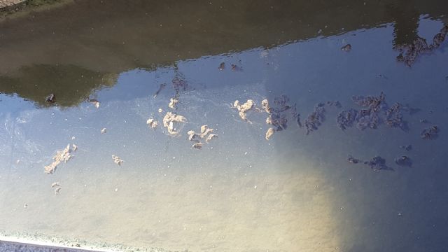 HUERMUR denuncia abundantes vertidos fecales en el agua de riego de la acequia de Zaraiche - 3, Foto 3