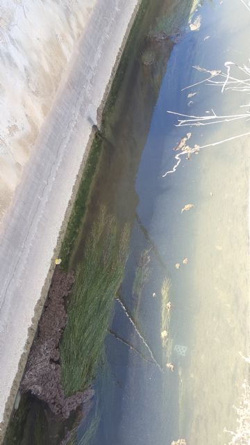 HUERMUR denuncia abundantes vertidos fecales en el agua de riego de la acequia de Zaraiche - 4, Foto 4