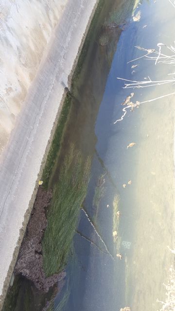 HUERMUR denuncia abundantes vertidos fecales en el agua de riego de la acequia de Zaraiche - 4, Foto 4