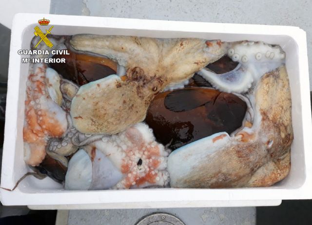 La Guardia Civil detiene in fraganti a dos pescadores furtivos en el espacio natural de Cabo Tiñoso - 2, Foto 2