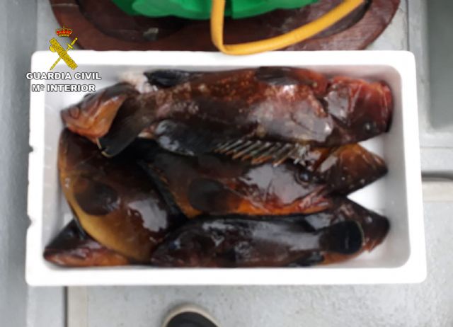 La Guardia Civil detiene in fraganti a dos pescadores furtivos en el espacio natural de Cabo Tiñoso - 4, Foto 4