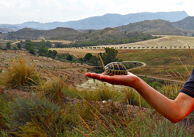 IU-Verdes Lorca denuncia la destrucción del patrimonio natural de las pedanías del norte - 1, Foto 1