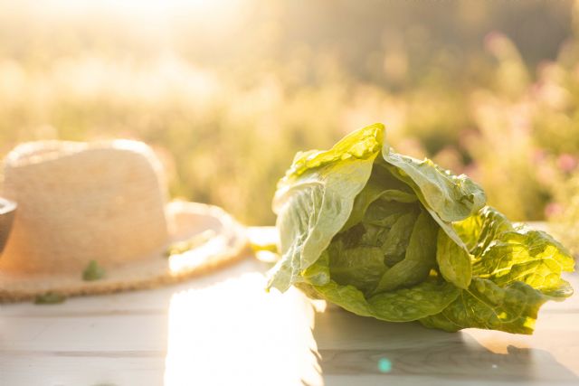 La lechuga se convierte en la verdura más consumida en privamera - 4, Foto 4