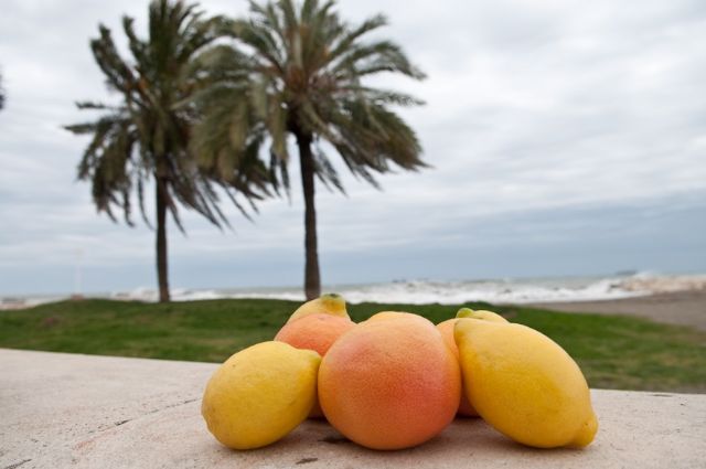 Asaja Murcia valora como formidable el balace de campaña para los productores de limones - 1, Foto 1