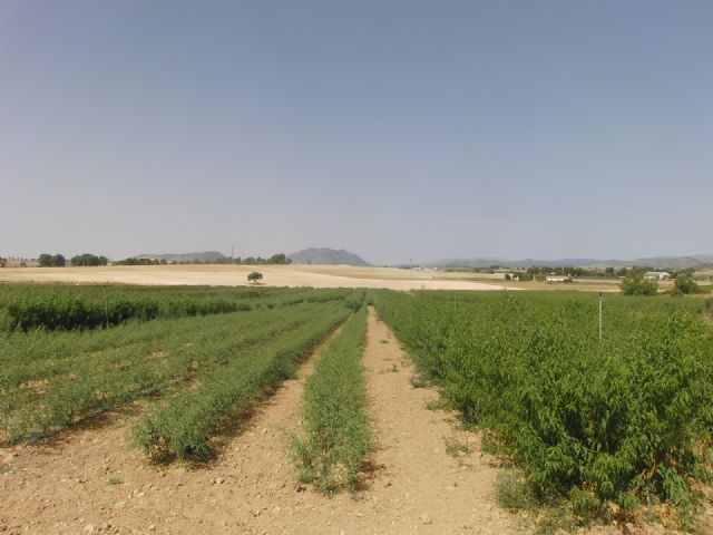 ARECA (Agrupación de Comunidades de Regantes) se opone totalmente a los aumentos de concesión de los pozos de Caneja y de Archivel, solicitados por el Ayuntamiento a la CHS - 3, Foto 3