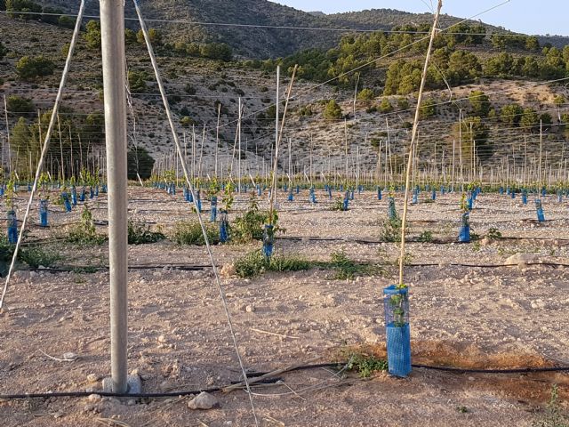 ARECA (Agrupación de Comunidades de Regantes) se opone totalmente a los aumentos de concesión de los pozos de Caneja y de Archivel, solicitados por el Ayuntamiento a la CHS - 4, Foto 4