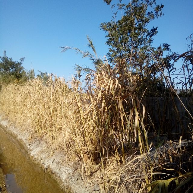 Cambiemos Murcia propone una normativa para controlar el uso de productos fitosanitarios junto a cauces, colegios y centros de salud - 1, Foto 1