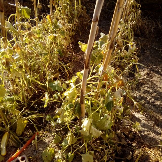 Cambiemos Murcia propone una normativa para controlar el uso de productos fitosanitarios junto a cauces, colegios y centros de salud - 2, Foto 2
