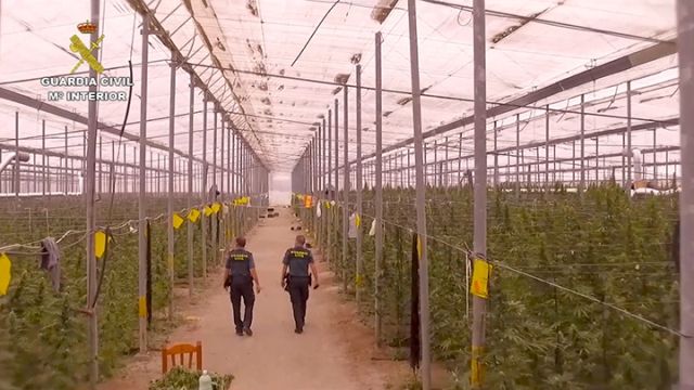 La Guardia Civil desarticulada una red internacional dedicada al cultivo de marihuana a gran escala en Almería, Murcia y Alicante - 2, Foto 2