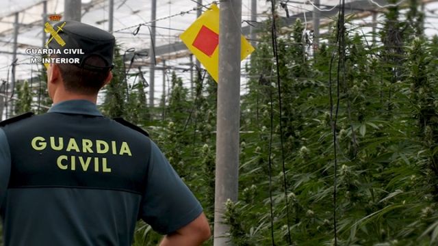 La Guardia Civil desarticulada una red internacional dedicada al cultivo de marihuana a gran escala en Almería, Murcia y Alicante - 3, Foto 3