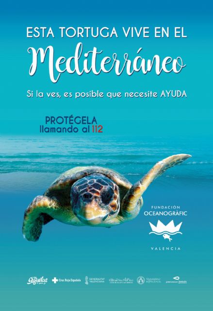 Águilas se suma a la campaña de protección de la tortuga boba de la Fundación Oceanografic - 1, Foto 1
