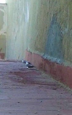 Montañas de basura y escombros, amianto, calles más sucias que nunca, plagas de ratas, garrapatas y cucarachas, y hasta serpientes - 4, Foto 4