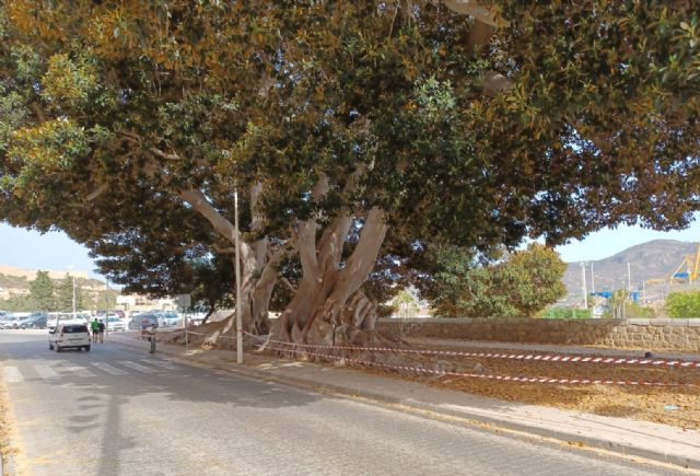 Parques y jardines incrementa el riego de árboles monumentales para evitar caídas de ramas por el calor - 1, Foto 1