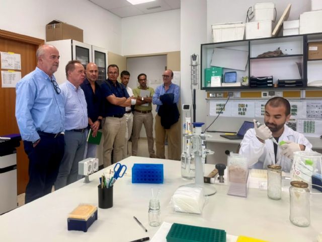 La Regi�n de Murcia y la Comunidad Valenciana coordinan sus investigaciones para anticiparse a la expansi�n de la clorosis nervial amarilla, Foto 2