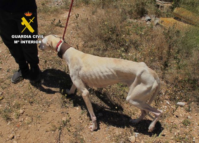 La Guardia Civil esclarece en Jumilla un grave caso de maltrato y abandono animal - 3, Foto 3