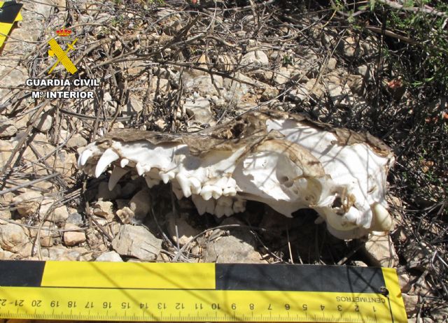 La Guardia Civil esclarece en Jumilla un grave caso de maltrato y abandono animal - 4, Foto 4
