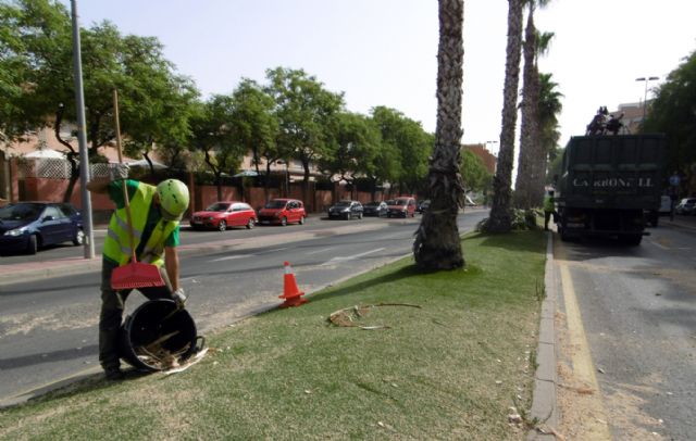 Concluye la poda de más de 500 palmeras del barrio de La Flota - 1, Foto 1
