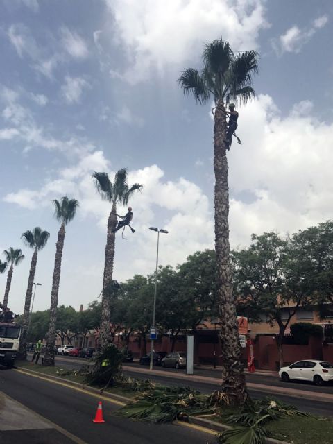 Concluye la poda de más de 500 palmeras del barrio de La Flota - 2, Foto 2