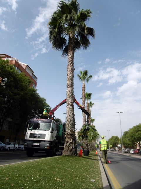 Concluye la poda de más de 500 palmeras del barrio de La Flota - 3, Foto 3