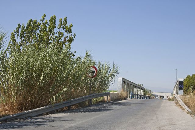 PP: El Ayuntamiento de Molina de Segura desoye las reiteradas peticiones que se le instan desde Alguazas para que mantenga en condiciones óptimas de limpieza los márgenes de la Carretera Alguazas-Molina de Segura - 5, Foto 5