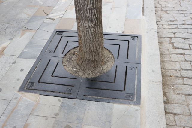 El Ayuntamiento coloca más de 300 cubrealcorques en los árboles del casco histórico para mejorar la seguridad de los peatones - 2, Foto 2
