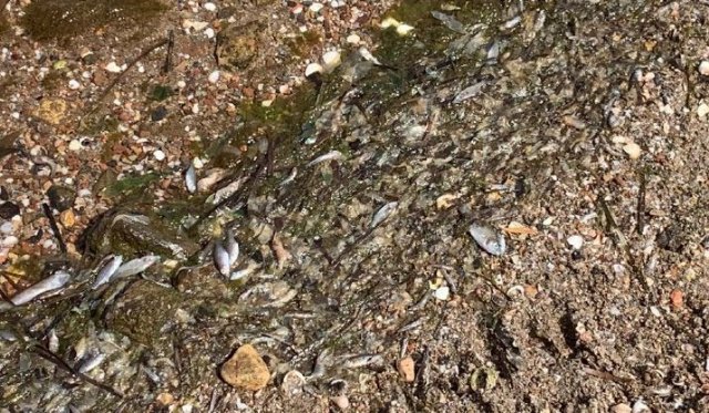 La Coordinadora de ONG para el Desarrollo de la Región de Murcia exige al Gobierno Regional, y en cumplimiento de la Agenda 2030, la protección del Mar Menor - 1, Foto 1